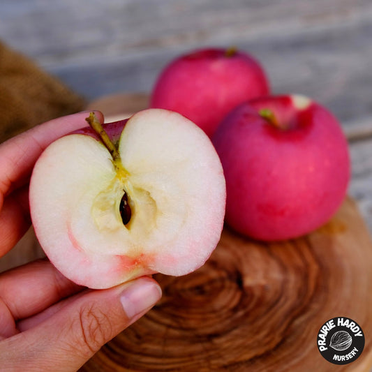 Misty Rose Apple
