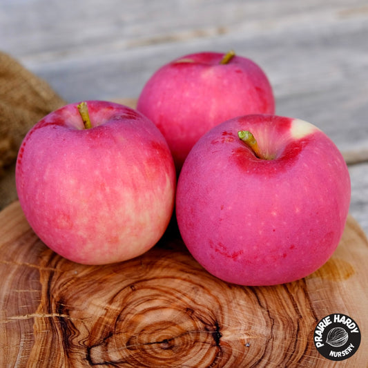 Misty Rose Apple