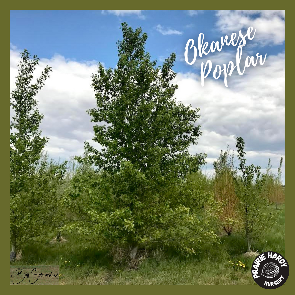 Okanese Poplar – Prairie Hardy Nursery
