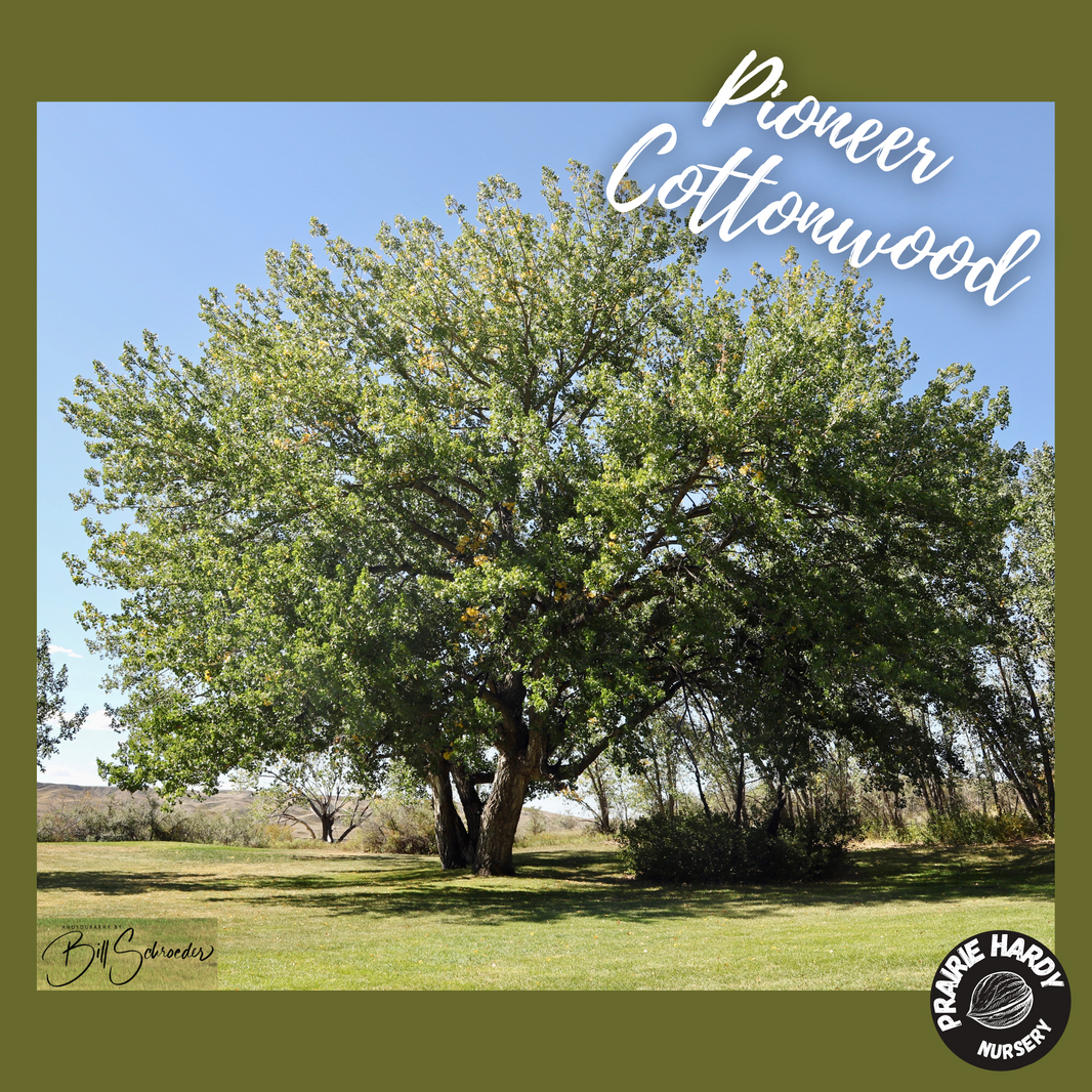Poplar Trees – Prairie Hardy Nursery