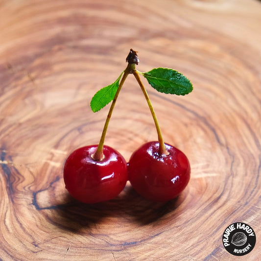 Porthos Cherry