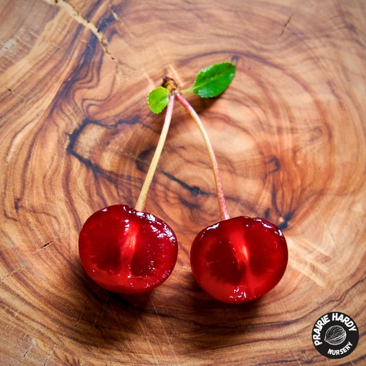 Porthos Cherry