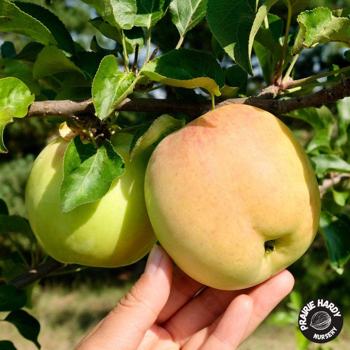 Prairie Sensation Apple – Prairie Hardy Nursery