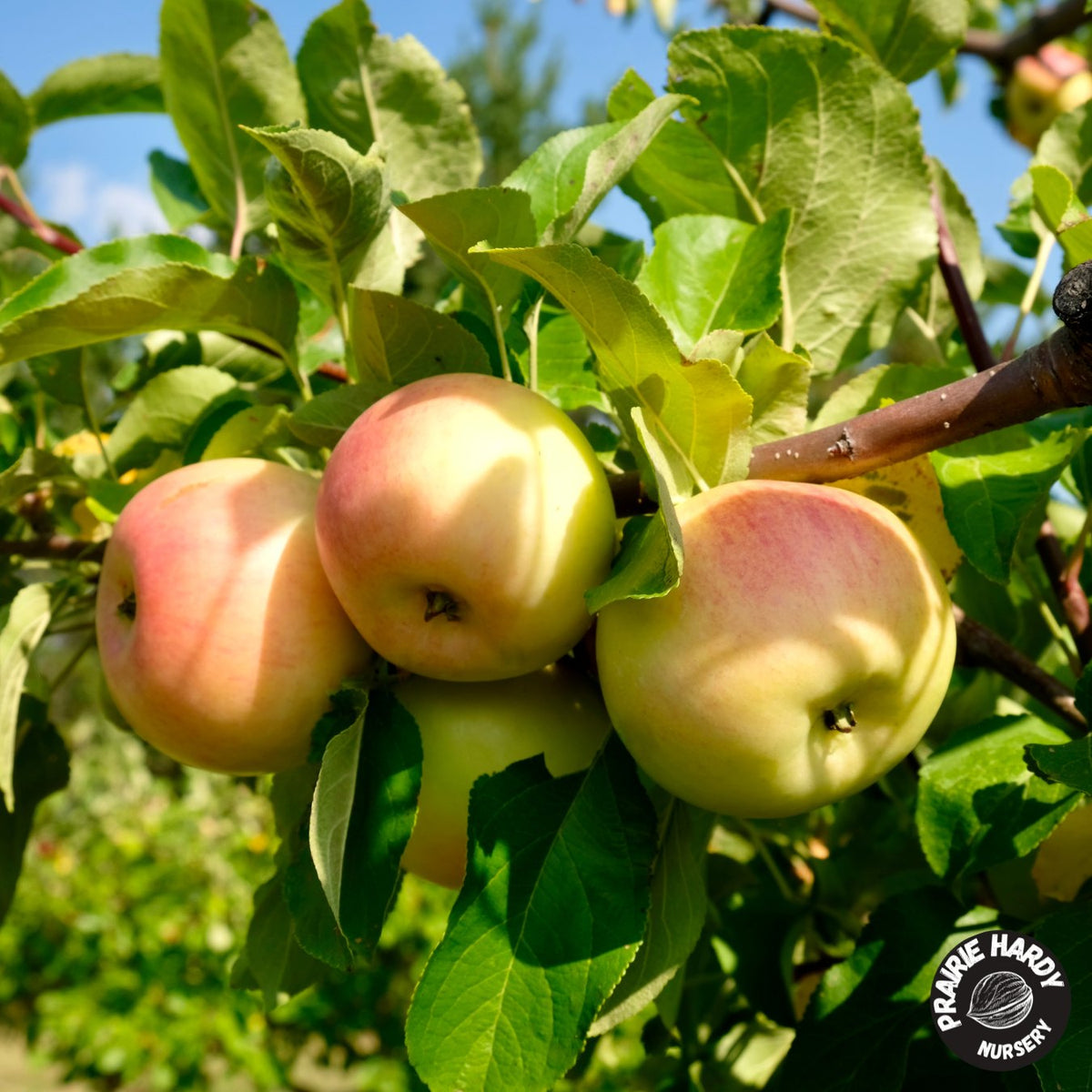 Prairie Sensation Apple – Prairie Hardy Nursery