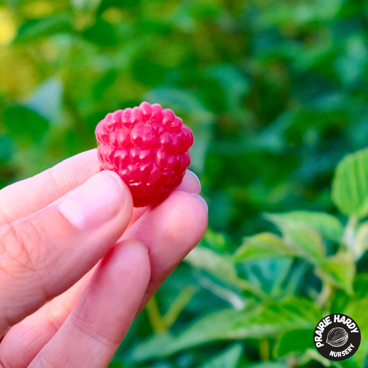 Red Mammoth Raspberry – Prairie Hardy Nursery
