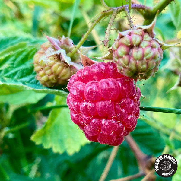 Prairie Hardy Nursery | Artisan Nursery of Edible and Unique Trees