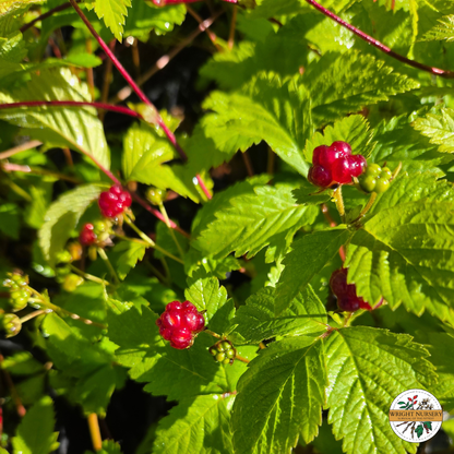 Dwarf Raspberry