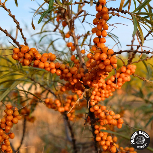 Orange September Sea Buckthorn