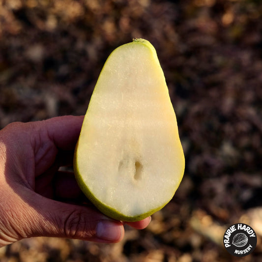 Sentyabrina Pear