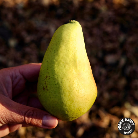 Sentyabrina Pear