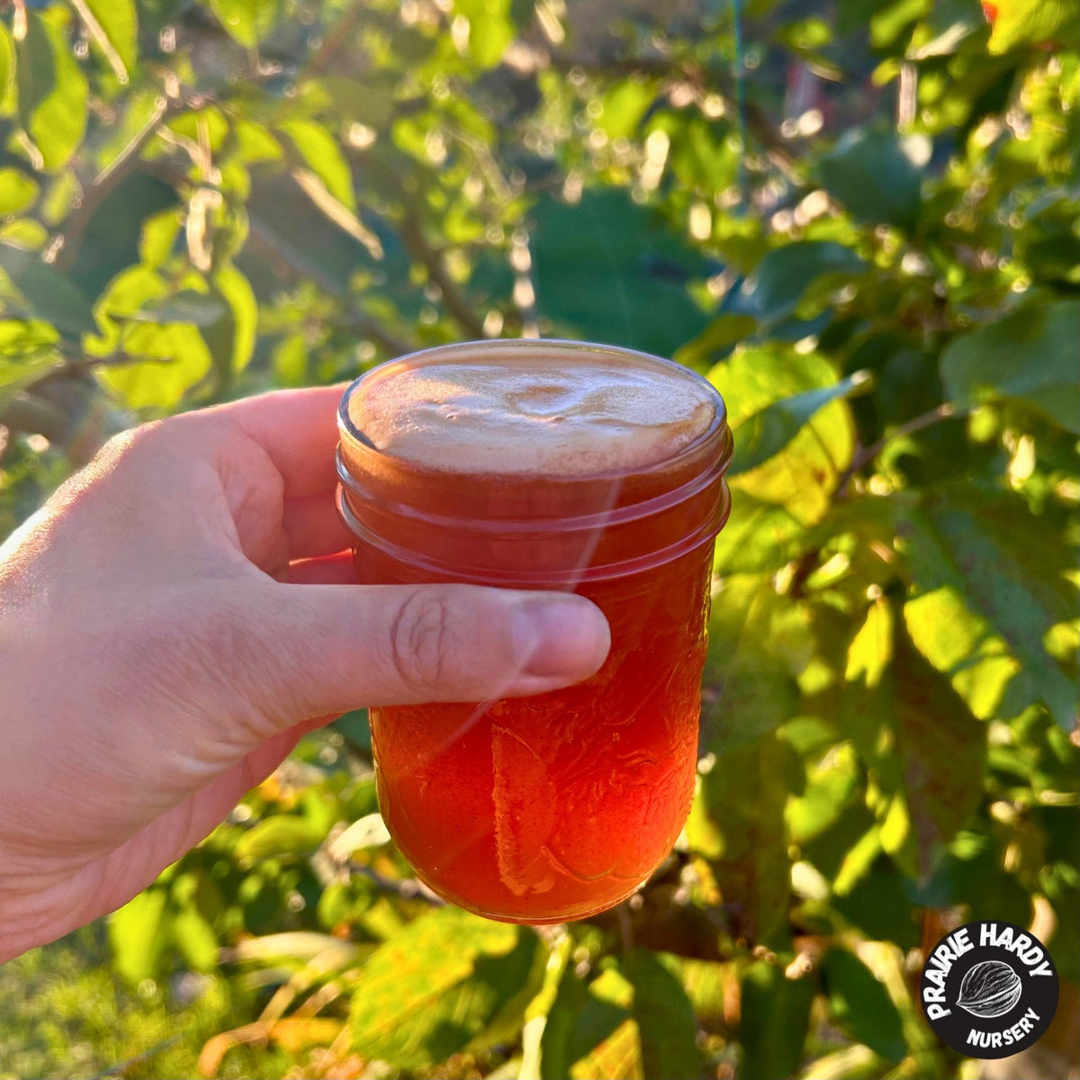 September Ruby September Ruby Apple – Prairie Hardy Nursery