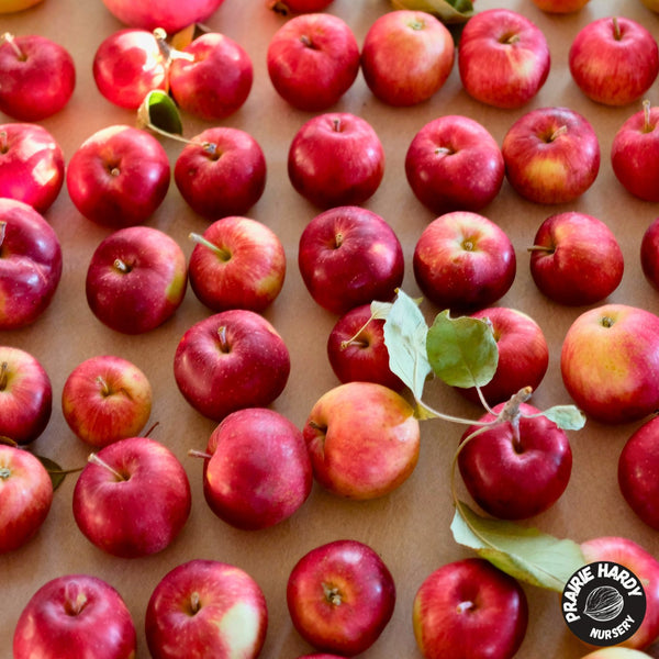 September Ruby Apple