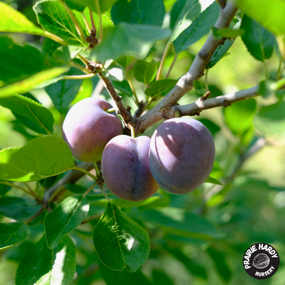 Rare and Heritage Plum Trees