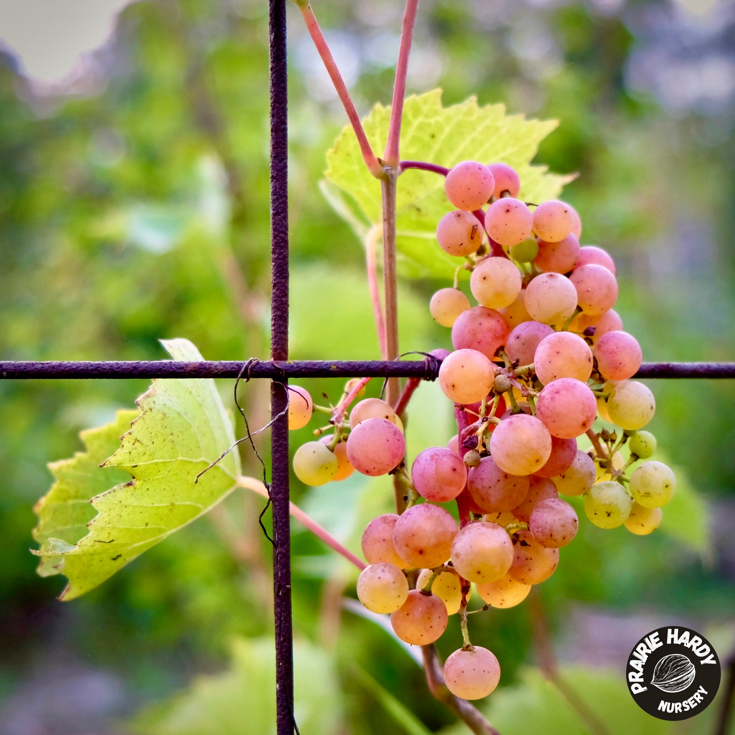 Somerset Grape – Prairie Hardy Nursery