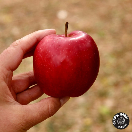 Summer Red Apple