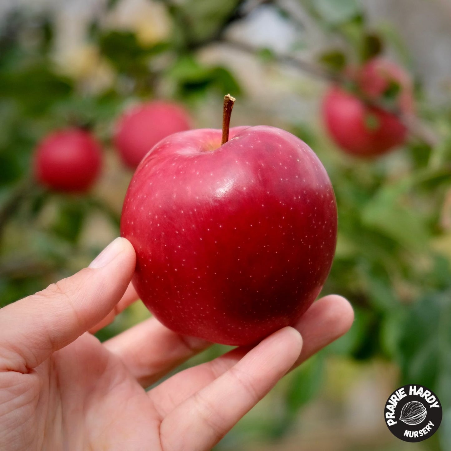 Summer Red Apple