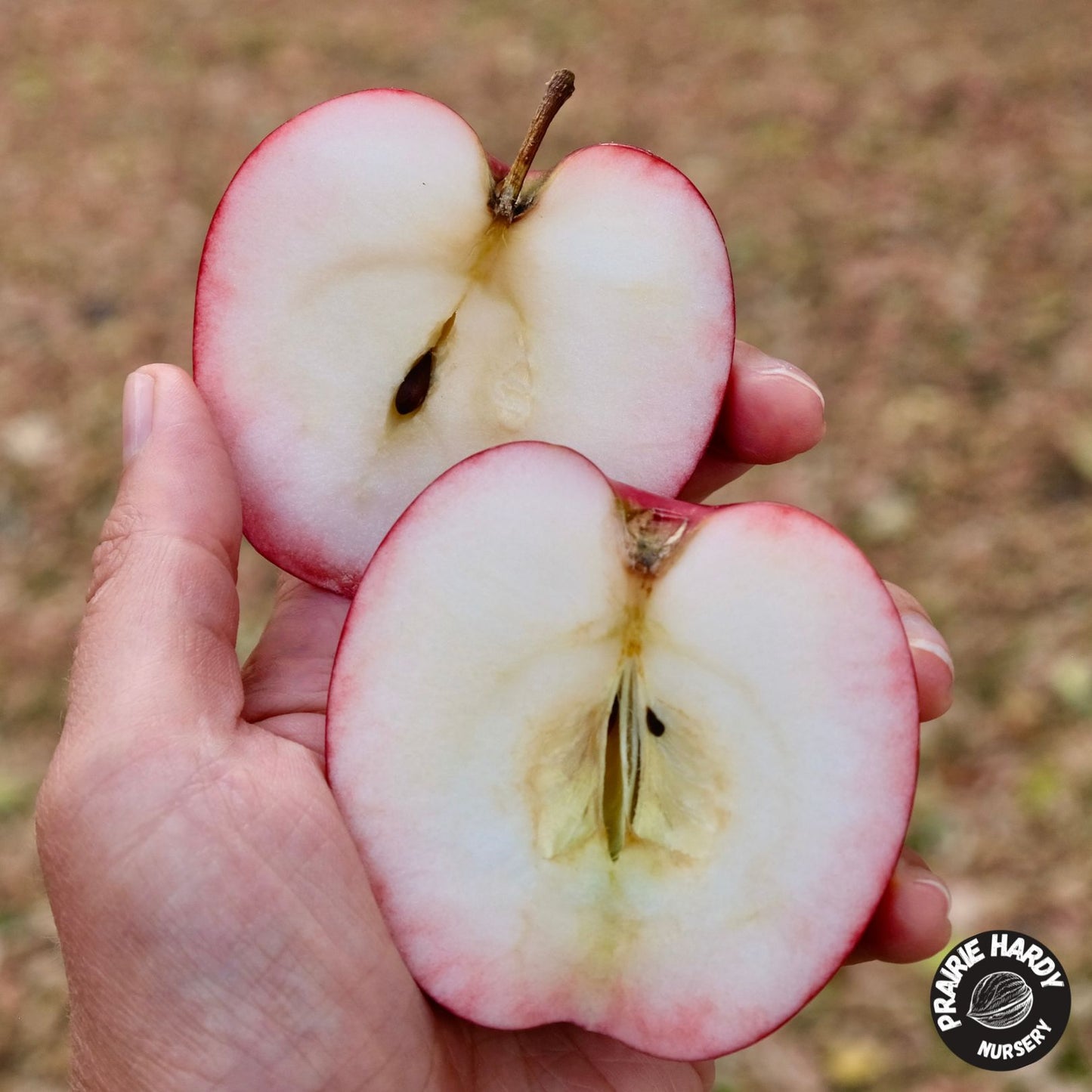 Summer Red Apple