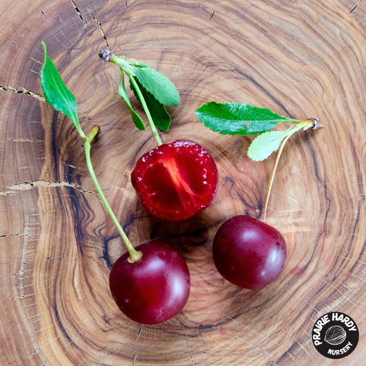 Sweet Thing Cherry
