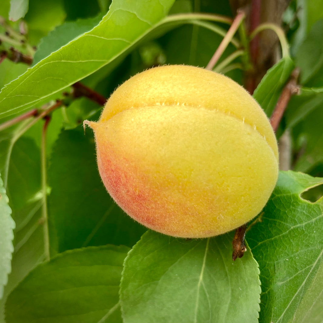 Apricot Trees – Prairie Hardy Nursery