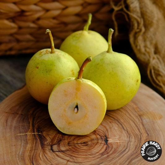 Talitsa Pear