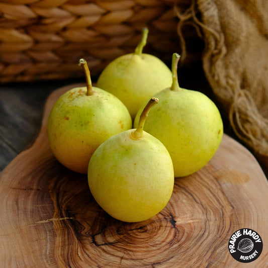 Talitsa Pear