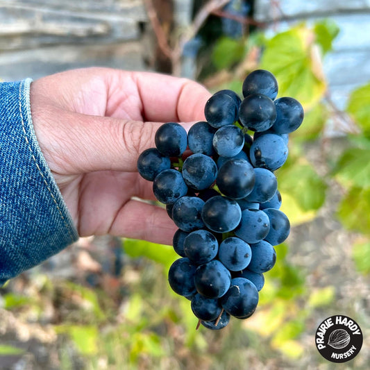 Valiant Grape