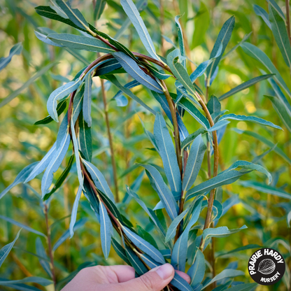 Bleu Basket Willow