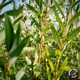 Willow Trees – Prairie Hardy Nursery
