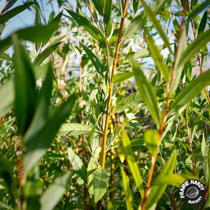 Willow Trees – Prairie Hardy Nursery