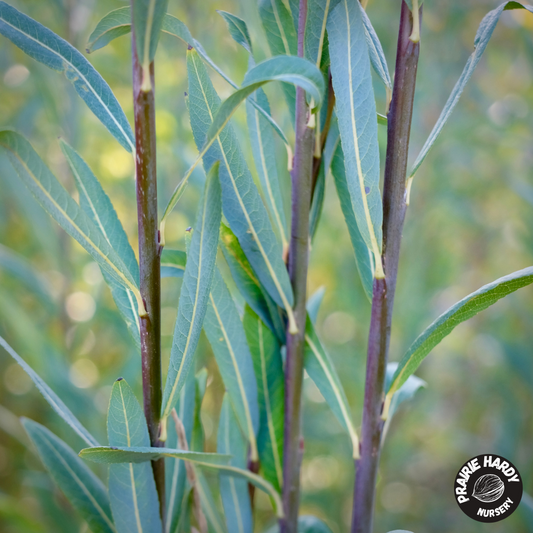 Bleu Basket Willow