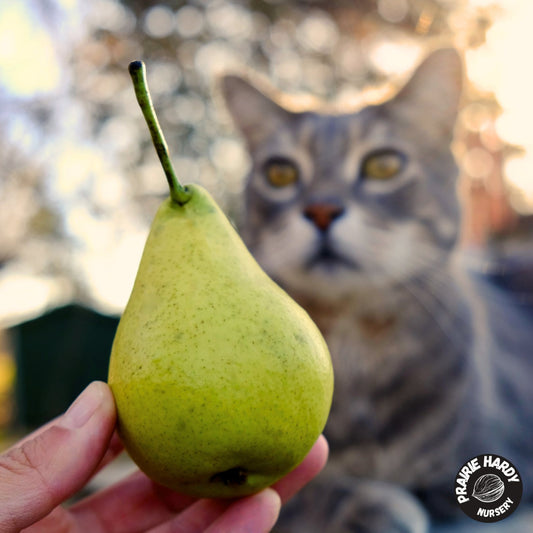 Zarechnaya Pear