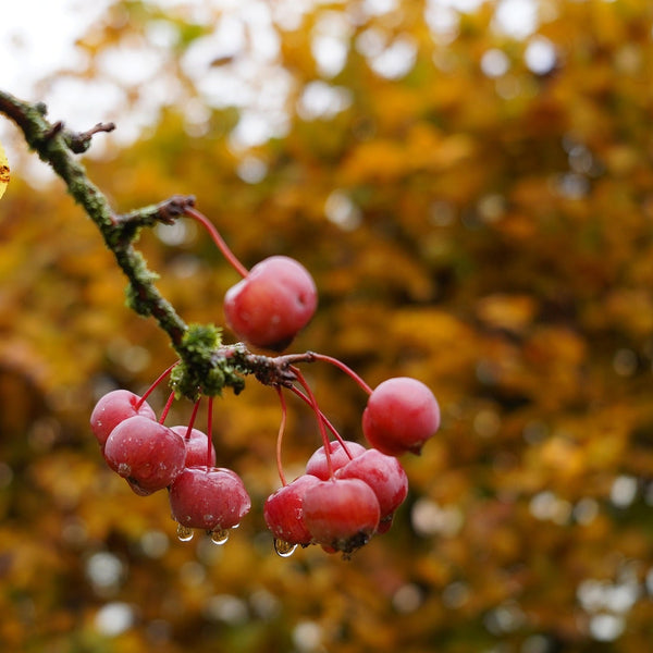 Siberian Crabapple